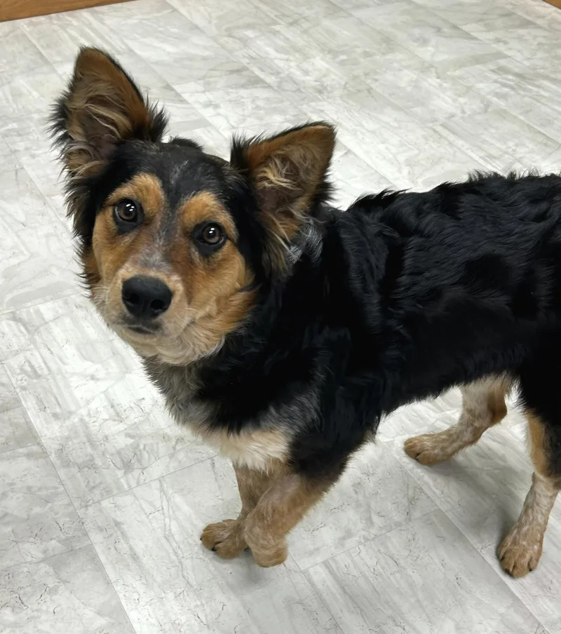 A young medium-sized female Black Australian Cattle Dog / Blue Heeler dog named Laura for adoption in Neillsville, WI