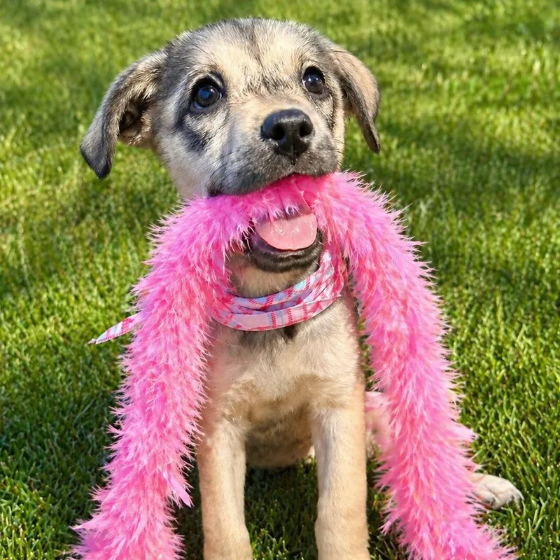Cyndi Lauper thumbnail 2