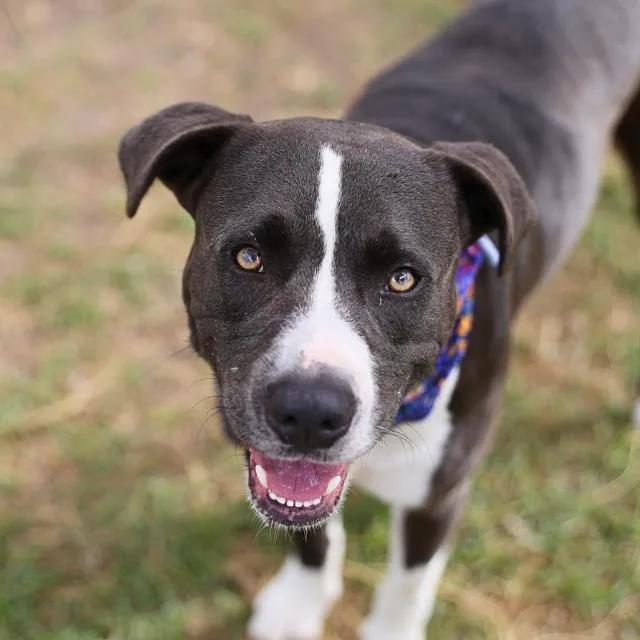 A young large-sized male American Staffordshire Terrier dog named Bailey for adoption in San Antonio, TX