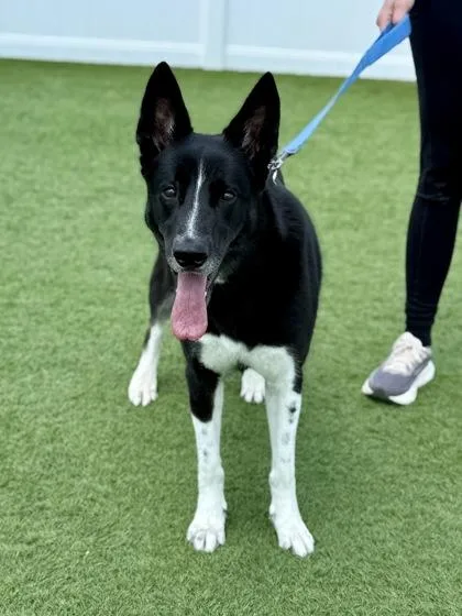 An adult medium-sized female Black German Shepherd Dog dog named Brie for adoption in Downers Grove, IL