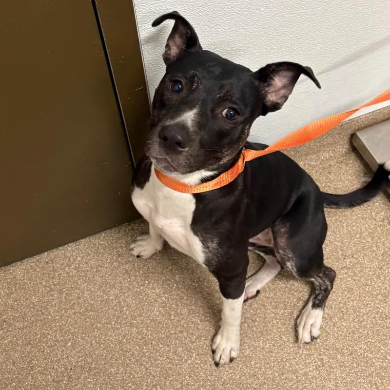 An adult medium-sized female Black Pit Bull Terrier dog named Rees for adoption in League City, TX