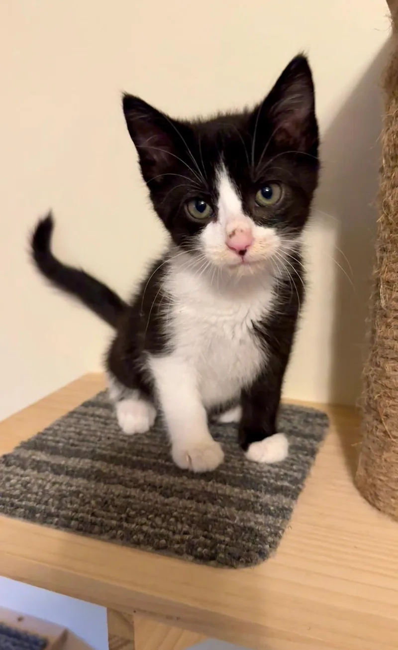 A baby small-sized male Domestic Short Hair cat named Burham for adoption in Seven Valleys, PA