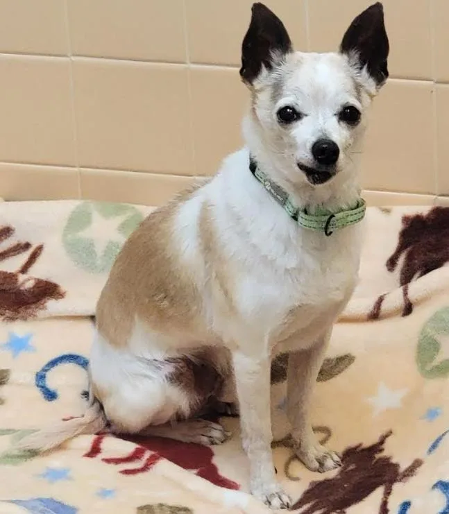 A senior small-sized male White / Cream Chihuahua dog named Terry for adoption in Albuquerque, NM