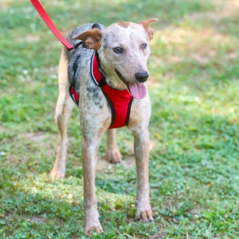 An adult medium-sized male Yellow / Tan / Blond / Fawn Australian Cattle Dog / Blue Heeler dog named Fletcher for adoption in Long Island City, NY
