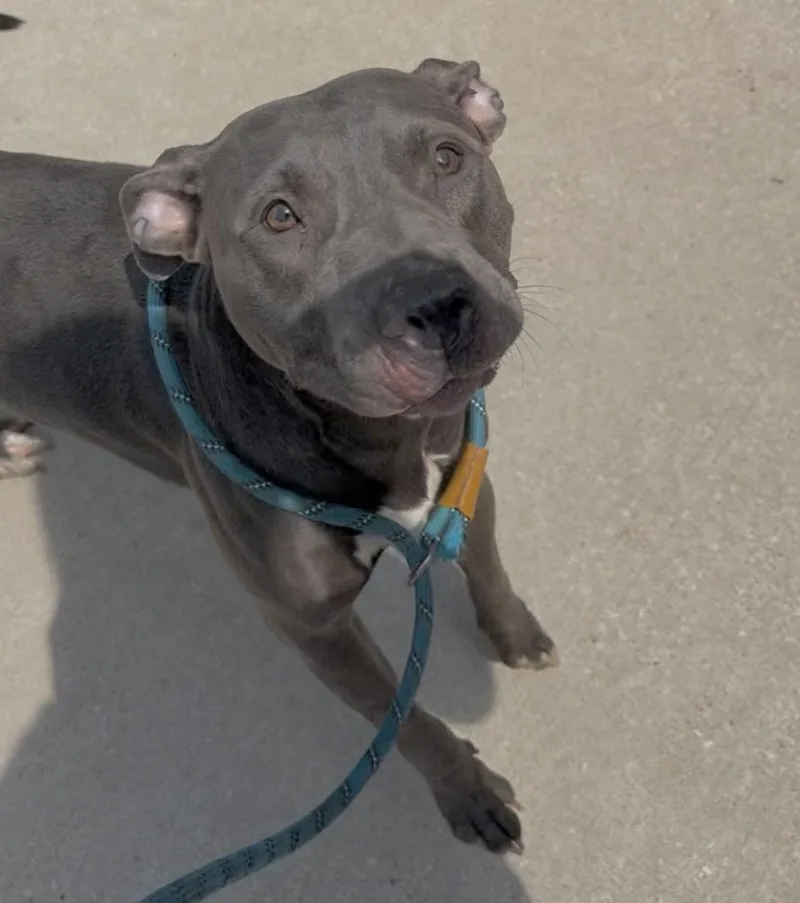 A young medium-sized female Gray / Blue / Silver Pit Bull Terrier dog named Piper for adoption in Hollister, MO