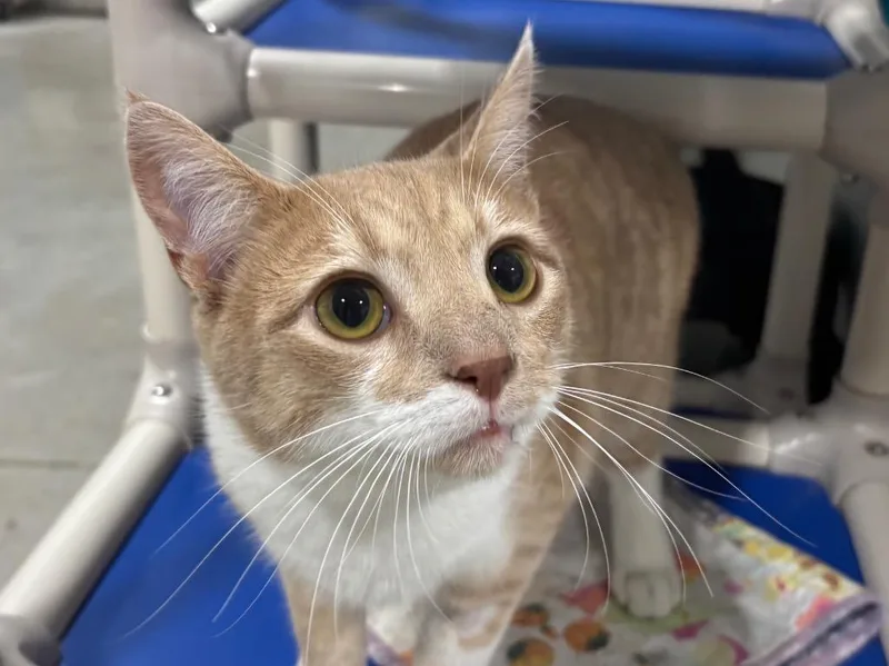 A young small-sized male Tabby cat named Wade for adoption in Powell, OH