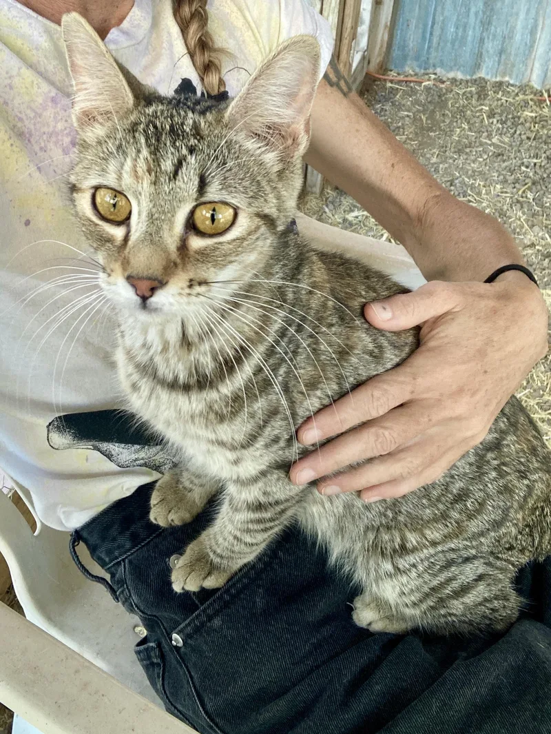 A young small-sized female Domestic Short Hair cat named Hannah for adoption in Roswell, NM