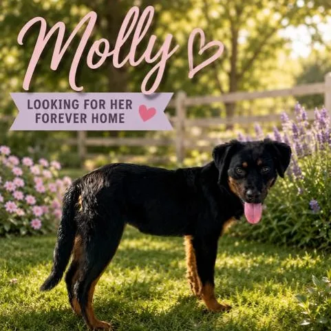 Molly thumbnail 2