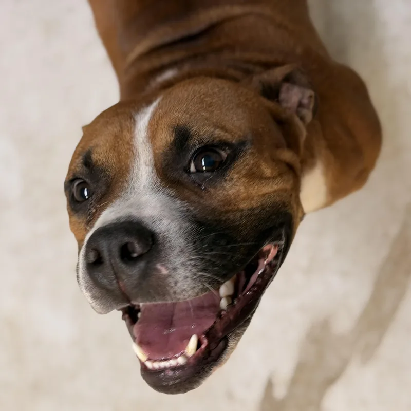 An adult medium-sized male Red / Chestnut / Orange Boxer dog named Poco for adoption in Marfa, TX