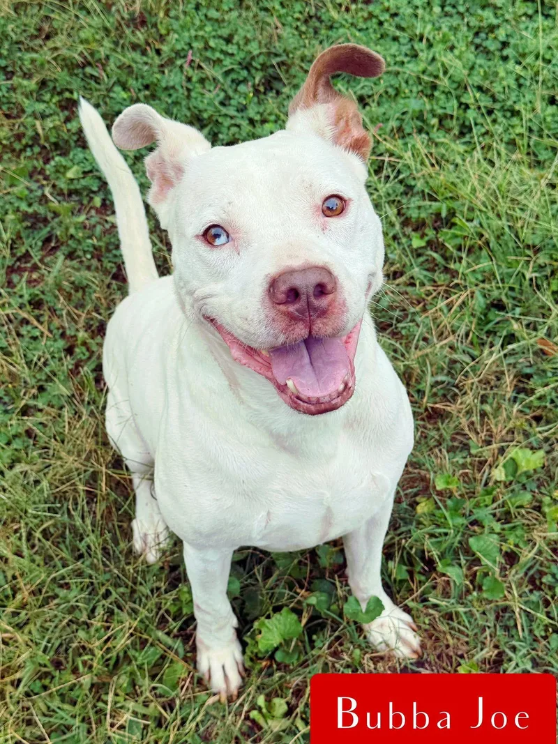 An adult medium-sized male White / Cream Boxer dog named Bubba Joe for adoption in Stockbridge, GA