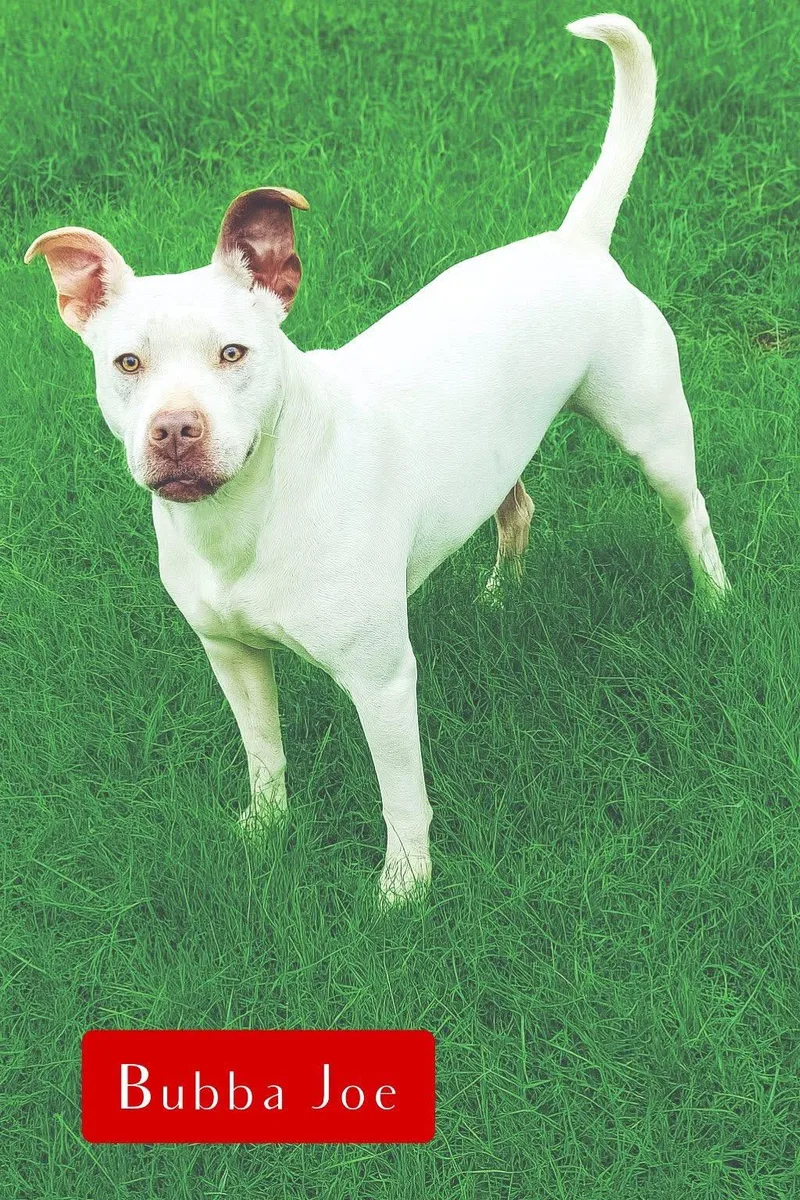 Bubba Joe thumbnail 2