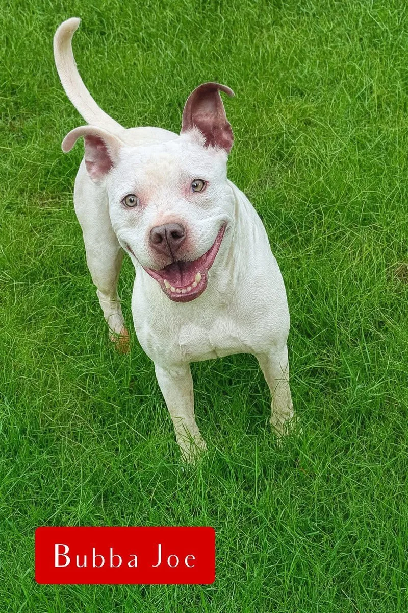 Bubba Joe thumbnail 3