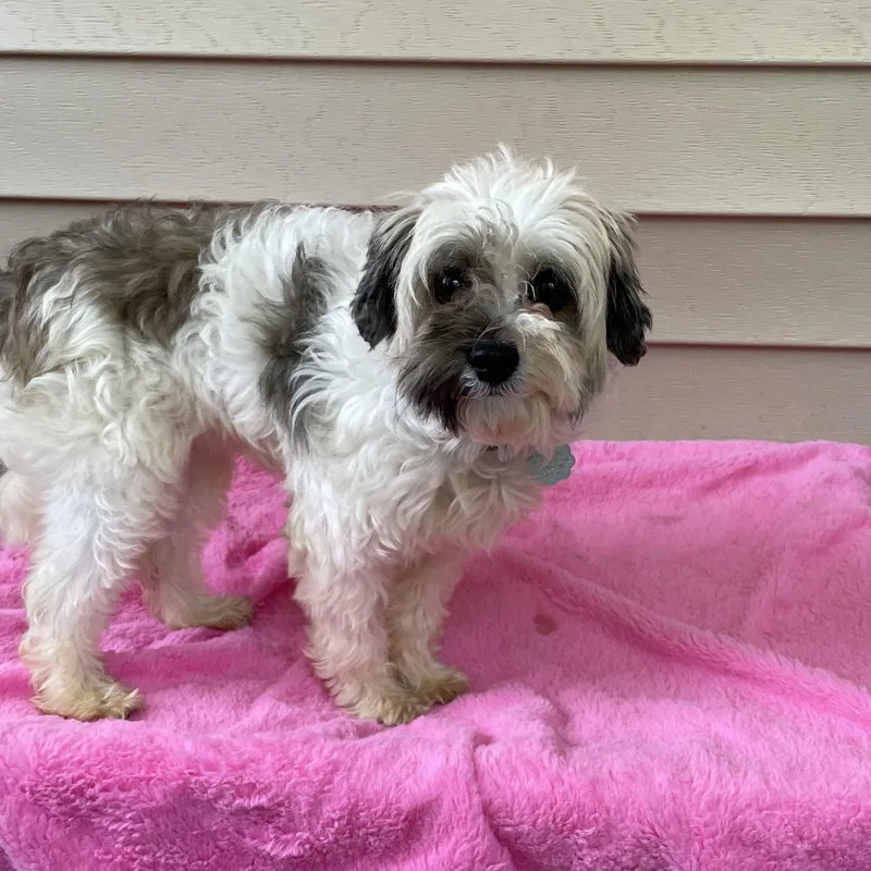 A young small-sized female Maltese dog named Laura for adoption in Oxford, MI