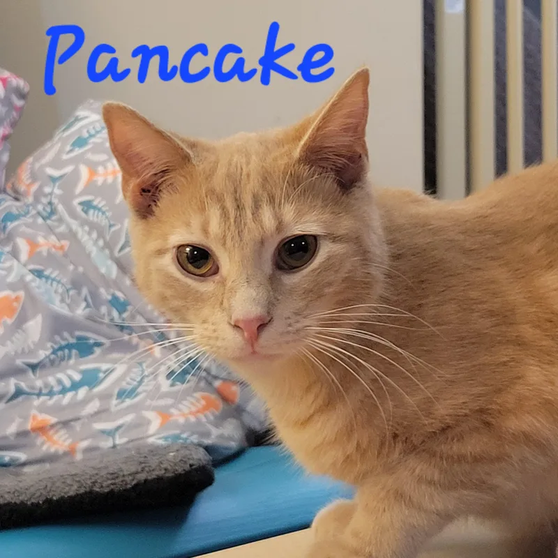 Pancake thumbnail 3