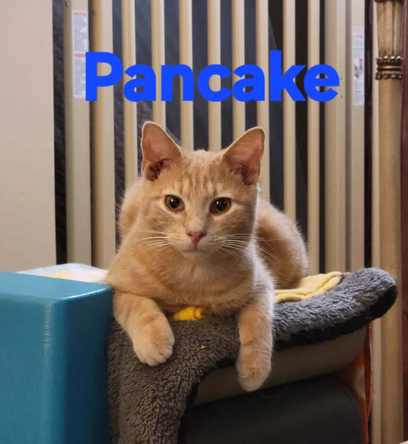 Pancake