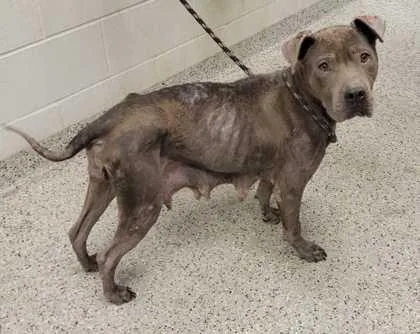 An adult large-sized female Gray / Blue / Silver Pit Bull Terrier dog named River Phd for adoption in Kansas City, MO