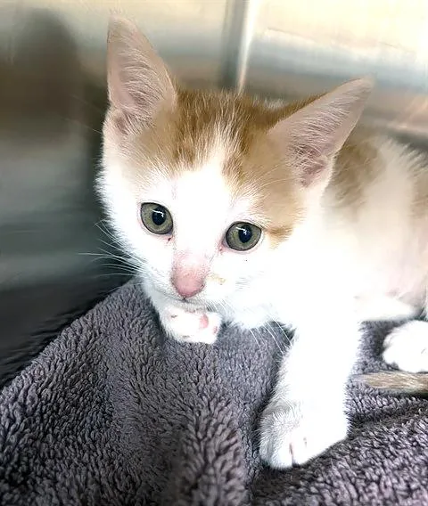 A baby medium-sized male Tabby (Orange / Red) Domestic Short Hair cat named Collard for adoption in Nashville, TN