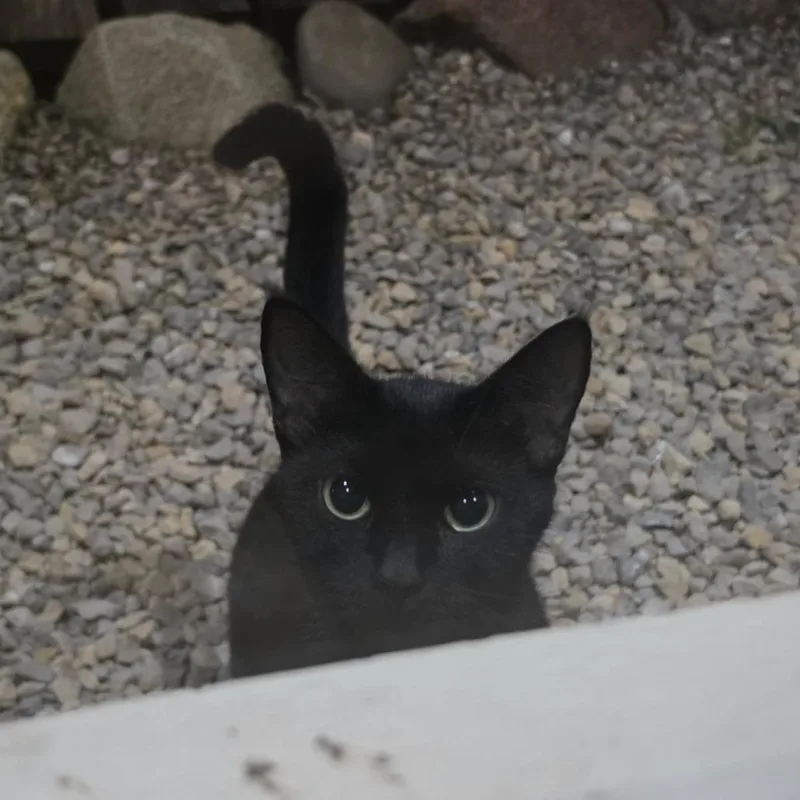A young small-sized female Black Domestic Short Hair cat named Found  blocks south for adoption in Rochester, MN