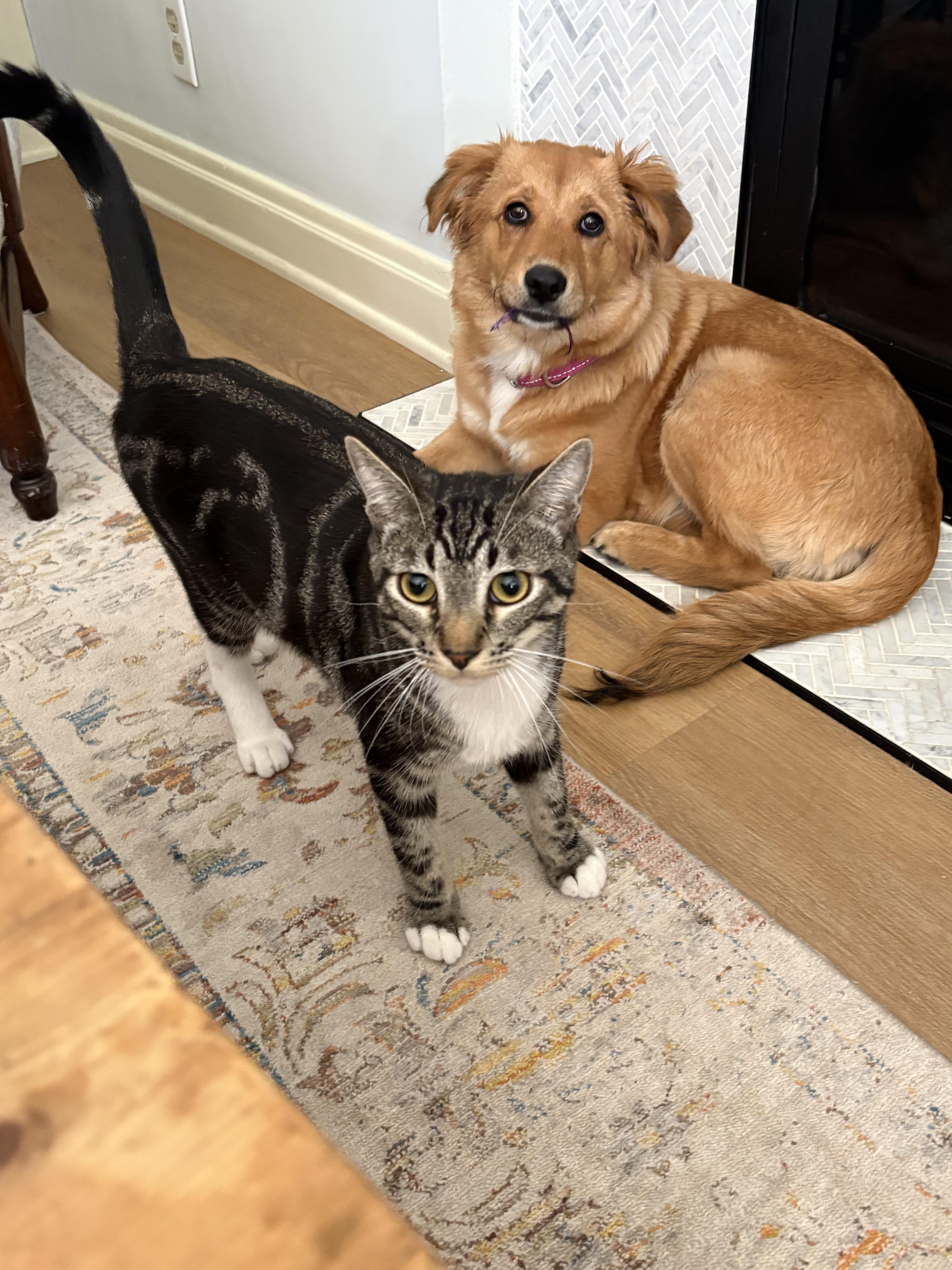 A baby medium-sized female Golden Retriever dog named Amelia for adoption in Pasadena, CA