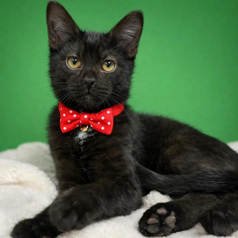 A baby small-sized male Black Domestic Short Hair cat named Manzanilla for adoption in Binghamton, NY