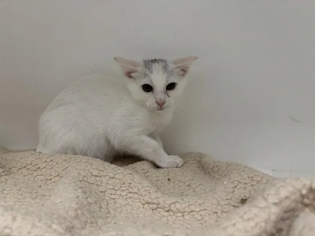 A baby small-sized male Domestic Short Hair cat named Kevin for adoption in Ontario, CA