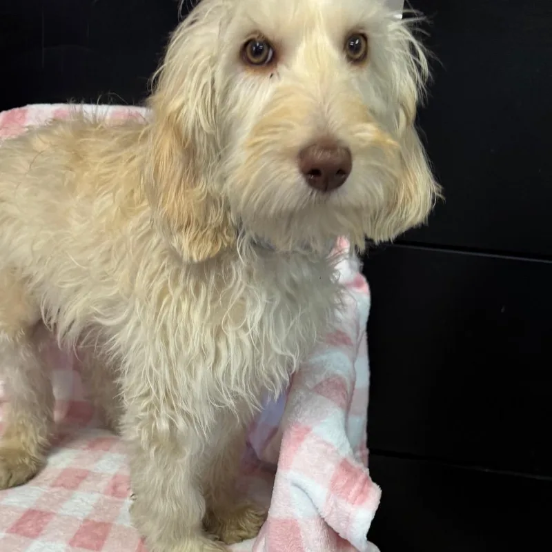 A baby small-sized male Golden Mixed Breed dog named Bronco for adoption in Kittanning, PA