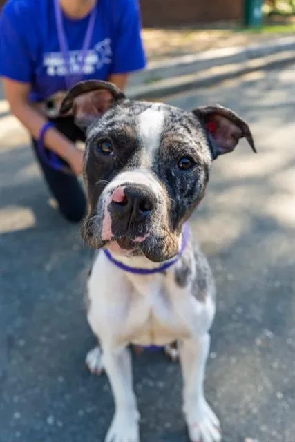 An adult medium-sized female Pit Bull Terrier dog named Paris for adoption in Charlotte, NC