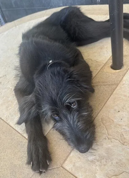 A young medium-sized female Standard Poodle dog named Bunny for adoption in Wilkesboro, NC