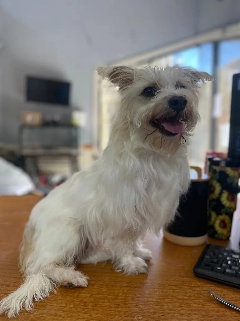 An adult small-sized male Chihuahua dog named Clyde for adoption in Fort Worth, TX