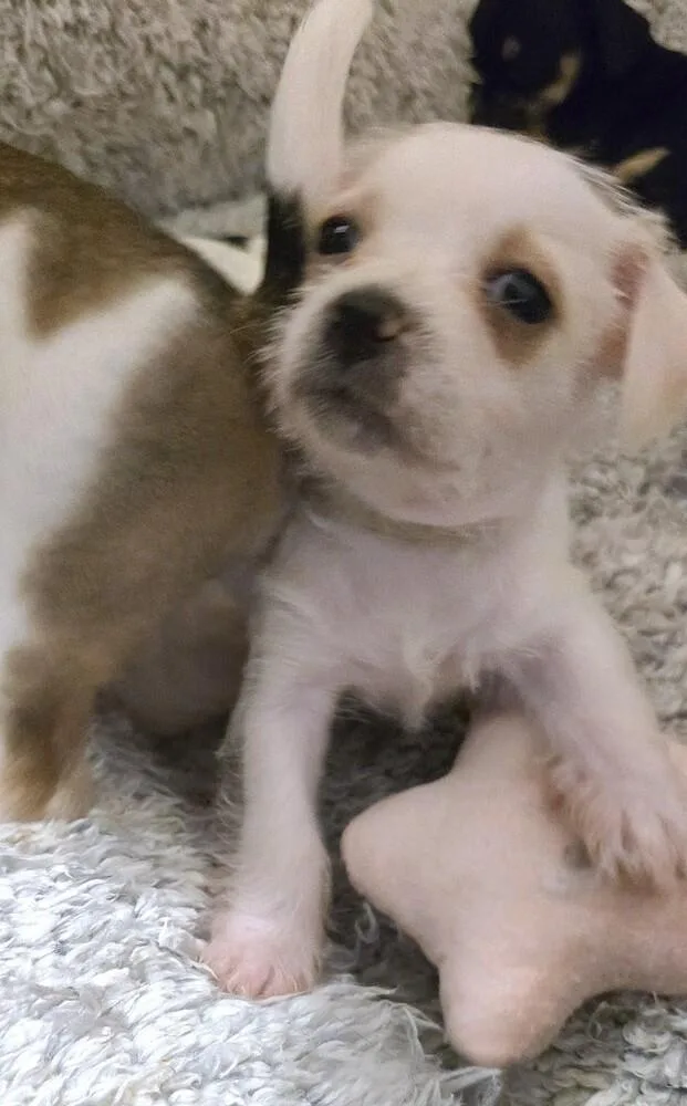 A baby small-sized female Terrier dog named Zaza for adoption in Pacifica, CA
