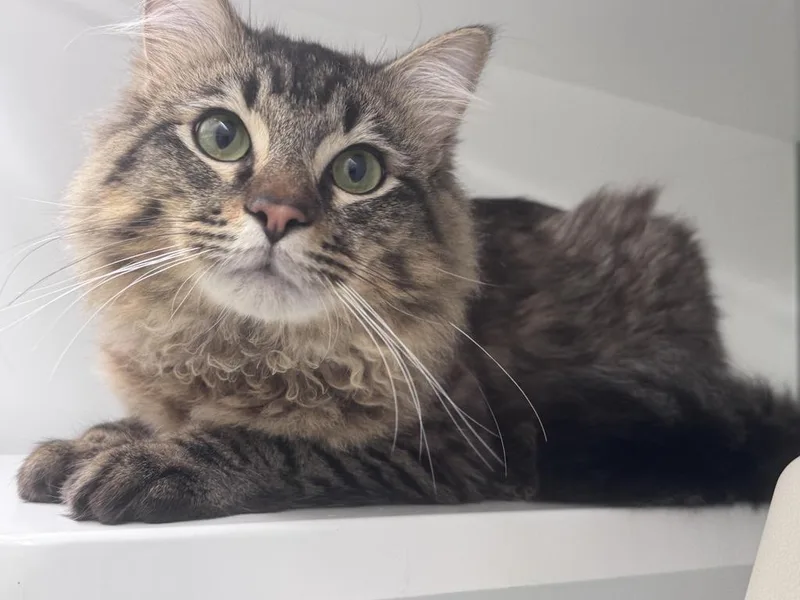 A young medium-sized male Domestic Long Hair cat named Cocoa for adoption in Saint Paul, MN