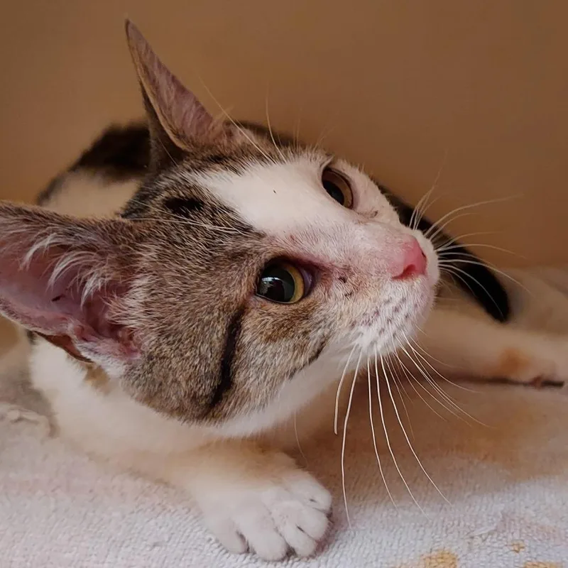 A baby small-sized female White Domestic Short Hair cat named Mackeral for adoption in Dayton, OH