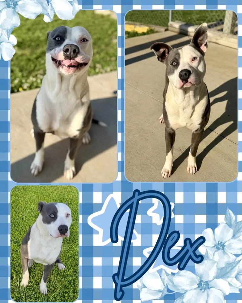 A young large-sized male Pit Bull Terrier dog named Dex for adoption in Hopkinsville, KY