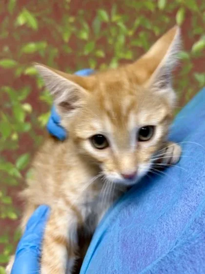 A young small-sized male Domestic Short Hair cat named Leaf for adoption in San Antonio, TX