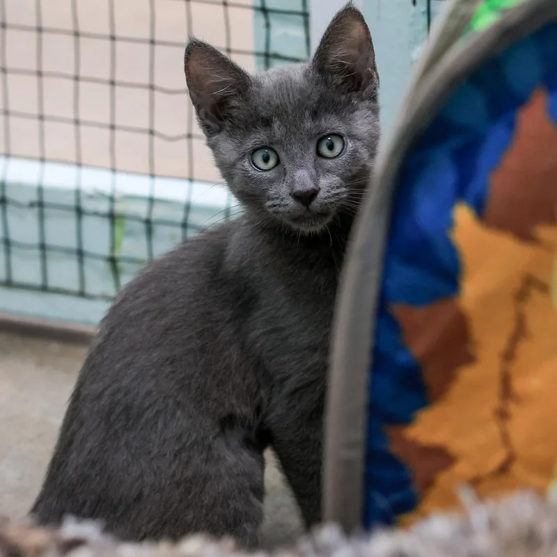 A baby small-sized male Gray / Blue / Silver Domestic Short Hair cat named Baloo for adoption in Los Angeles, CA