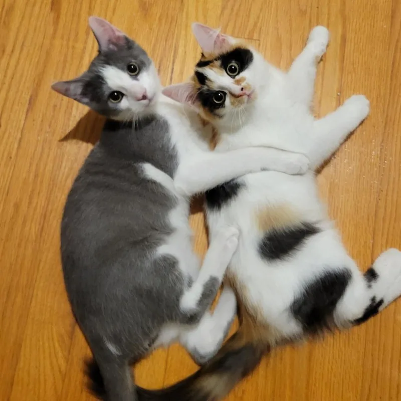 A baby small-sized male Gray / Blue / Silver Domestic Short Hair cat named Socks for adoption in Hopkinton, MA