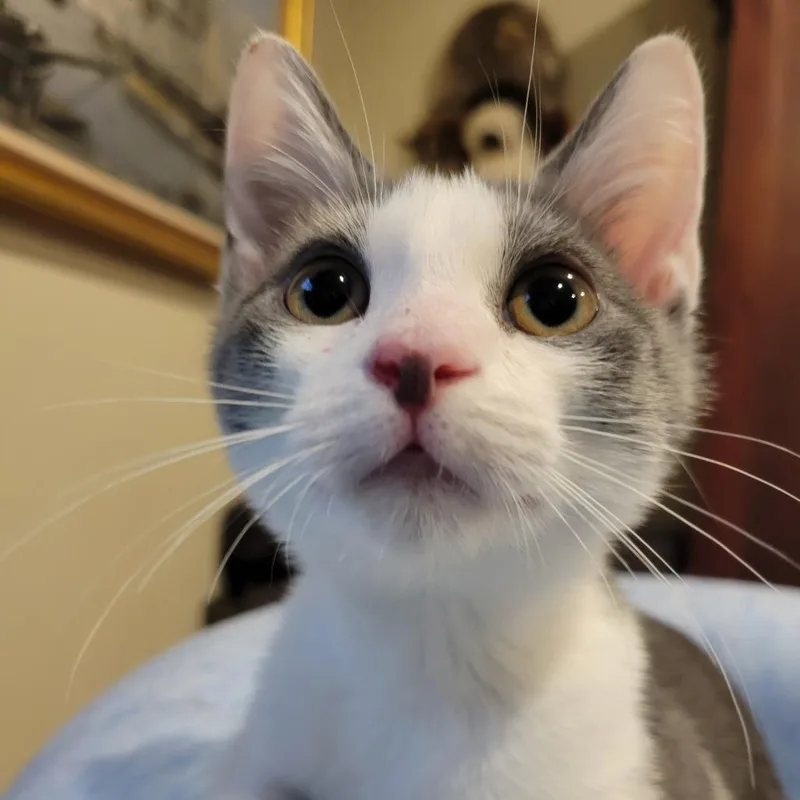 Socks thumbnail 2