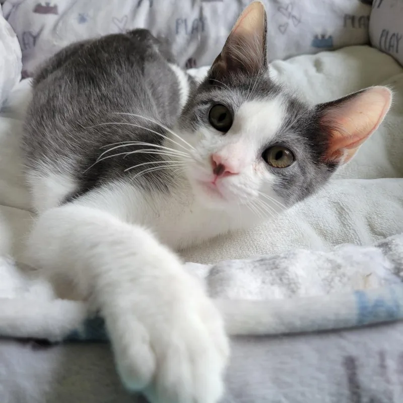 Socks thumbnail 4
