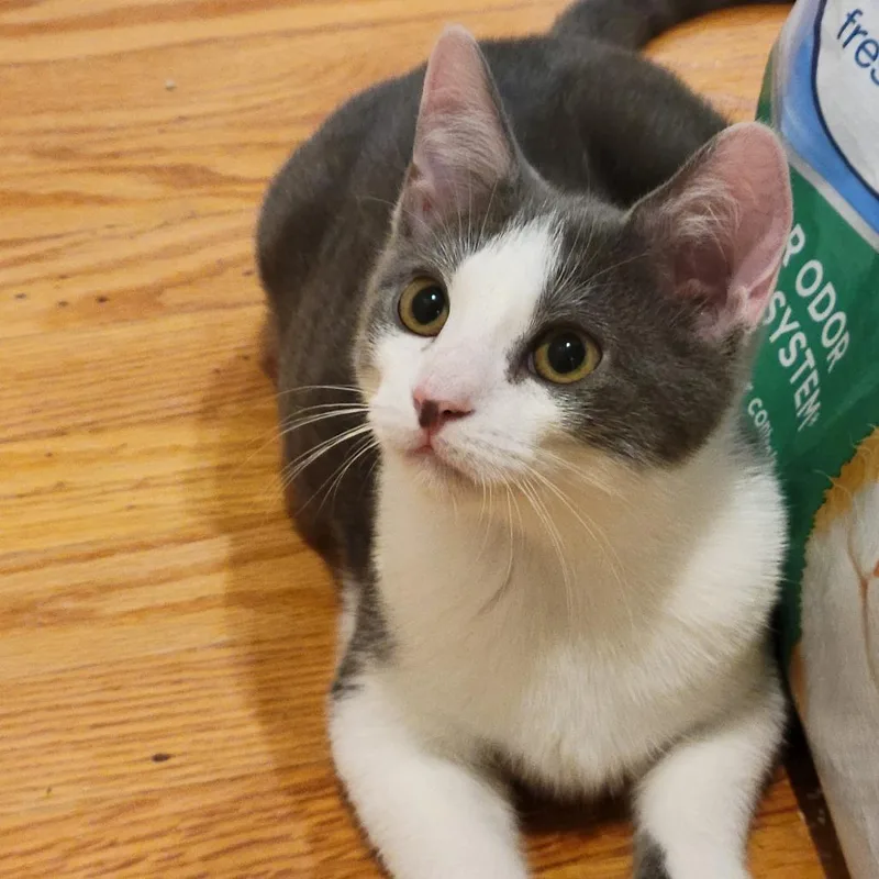 Socks thumbnail 5
