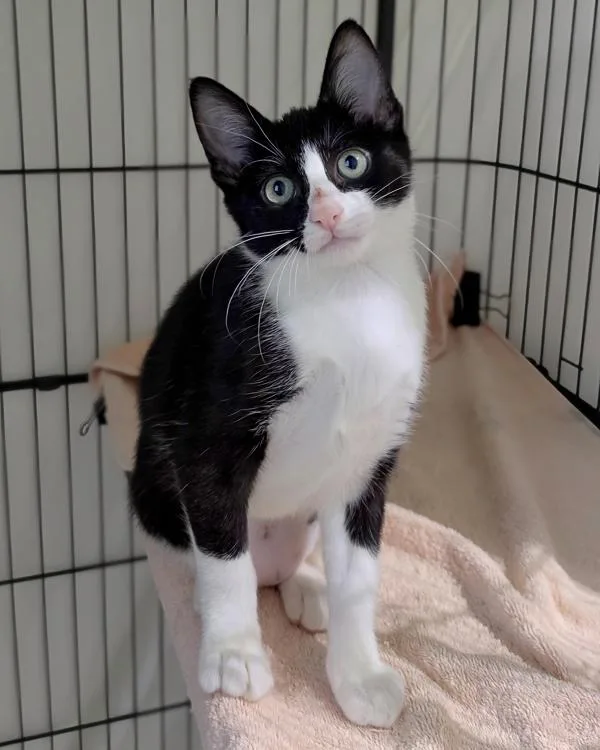 A baby small-sized female Domestic Short Hair cat named Sprout for adoption in Novato, CA