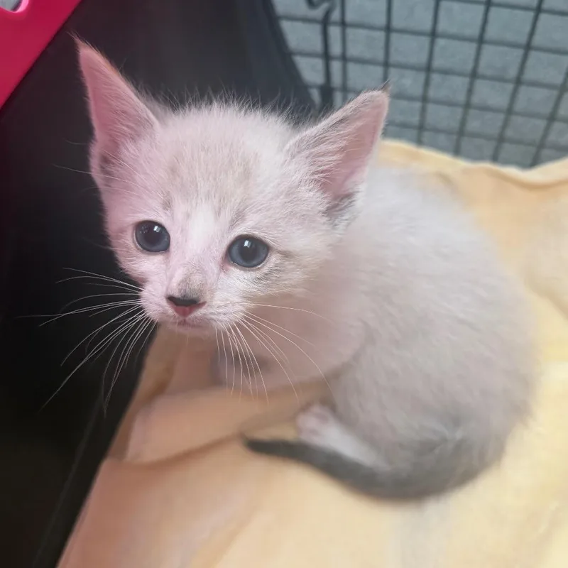 A baby small-sized female Lilac Point Siamese cat named Milky for adoption in Simi Valley, CA
