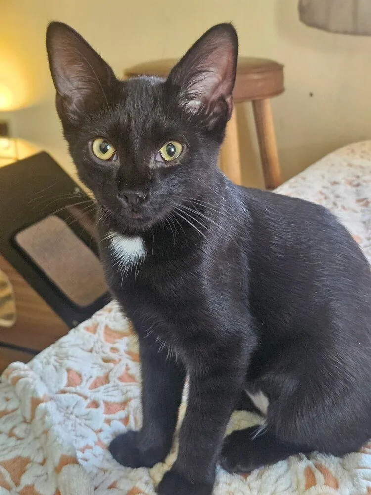 A baby small-sized male Black Domestic Short Hair cat named Jerry Seinfeld for adoption in West Mifflin, PA