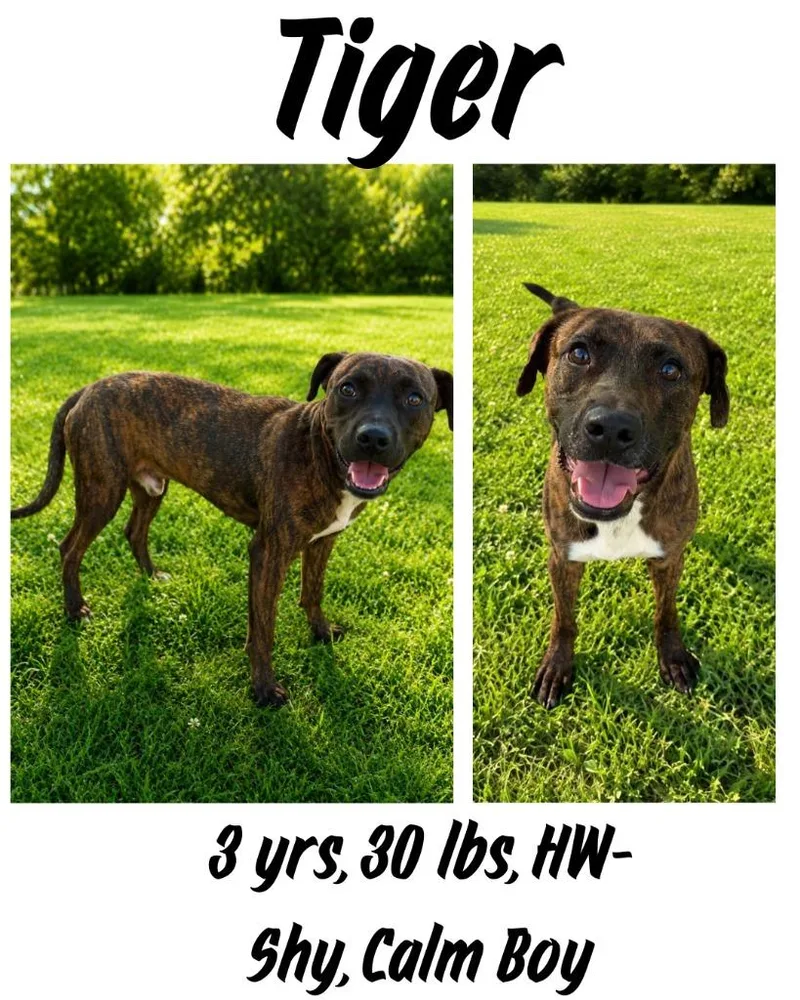 An adult medium-sized male Plott Hound dog named Tiger for adoption in Albany, GA