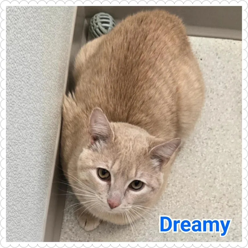 A young medium-sized male Domestic Short Hair cat named Dreamy for adoption in North Saint Paul, MN