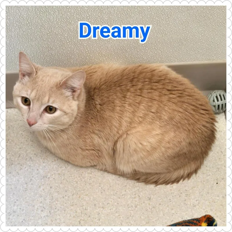 Dreamy thumbnail 4