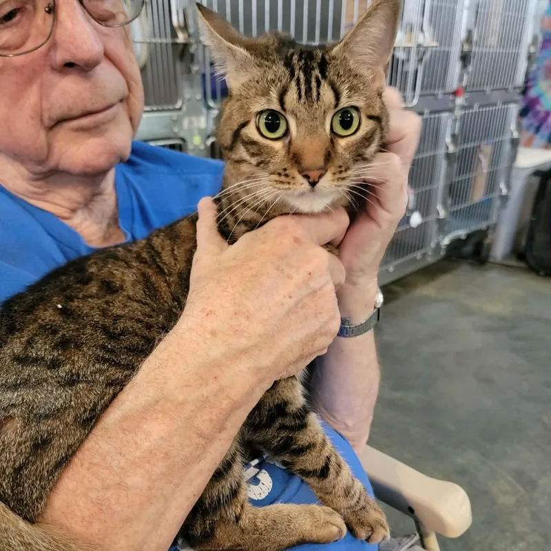 An adult medium-sized female Tabby (Brown / Chocolate) Domestic Short Hair cat named Tofu for adoption in Myrtle Beach, SC