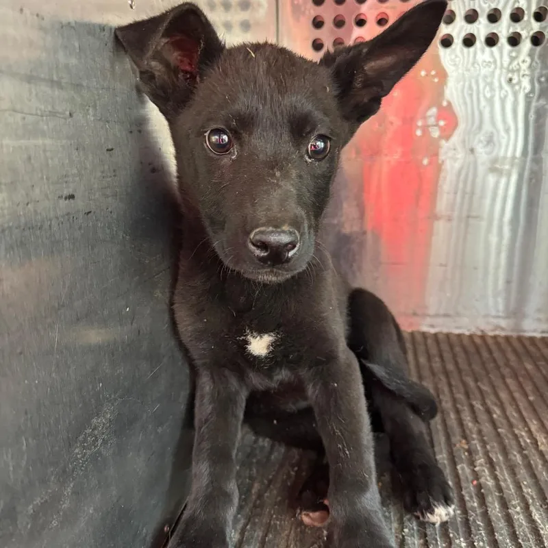 A baby small-sized female Black Pit Bull Terrier dog named Charmaine for adoption in Birmingham, AL