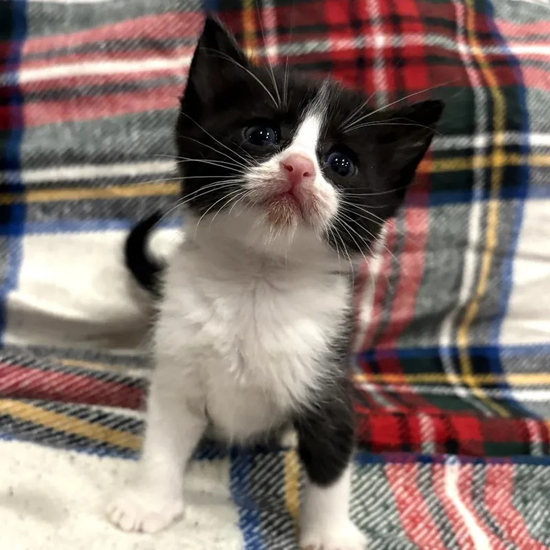 A baby small-sized male Black Domestic Short Hair cat named Bodie for adoption in Long Beach, CA