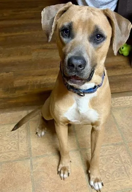 A baby medium-sized male White / Cream Boxer dog named Rusty for adoption in Colorado Springs, CO