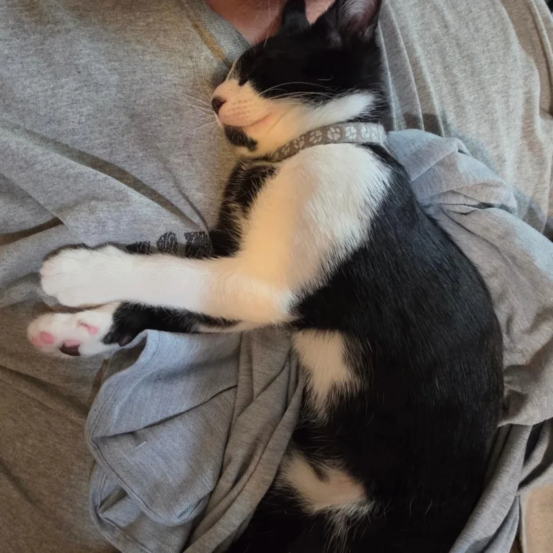 A baby small-sized male Black Domestic Short Hair cat named A Pablo for adoption in Centralia, WA